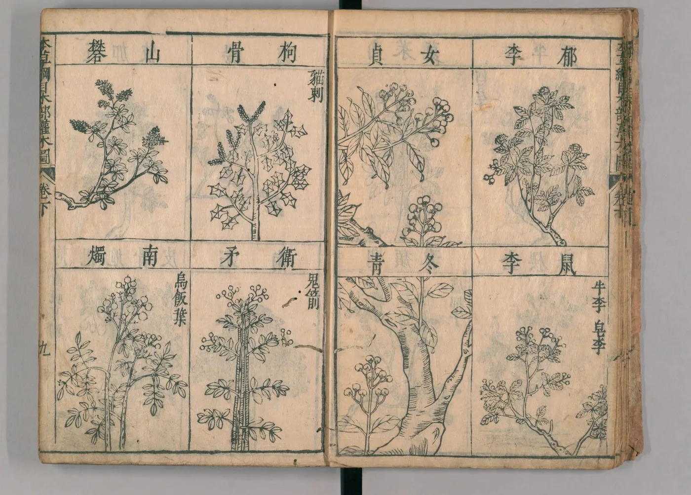 江戶時代刊本《本草綱目圖》卷下,一頁分八格,以木刻線描繪山礬、枸骨、女貞、郁李等灌木