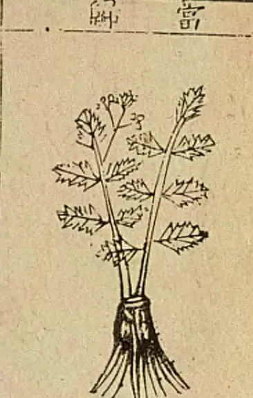 金陵本《本草綱目》附圖，圖題「當歸」：一株葉緣有鋸齒的植物，下面是一束根