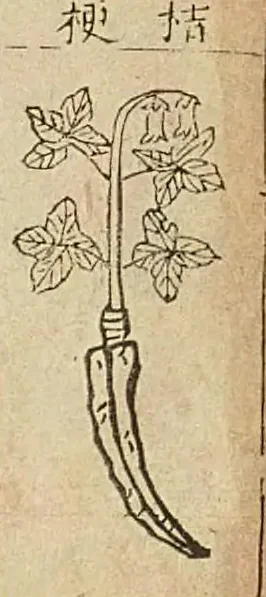 金陵本《本草綱目》附圖，圖題「桔梗」：一株有葉有花的植物，下面是一條長根