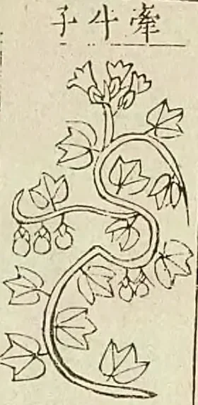 金陵本《本草綱目》附圖，圖題「牽牛子」：一條纏繞的藤，掛著葉片、花與小果