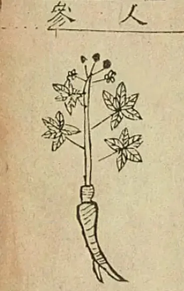 金陵本《本草綱目》附圖,圖題「人参」:一株掌狀葉的植物,頂端結著小果,下面是一條長根